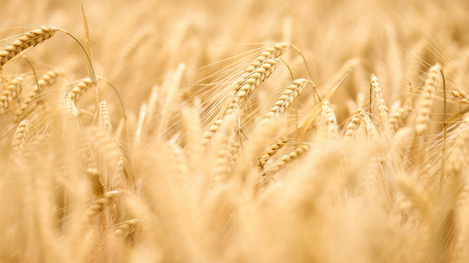 JK Global Trade & Food Industries