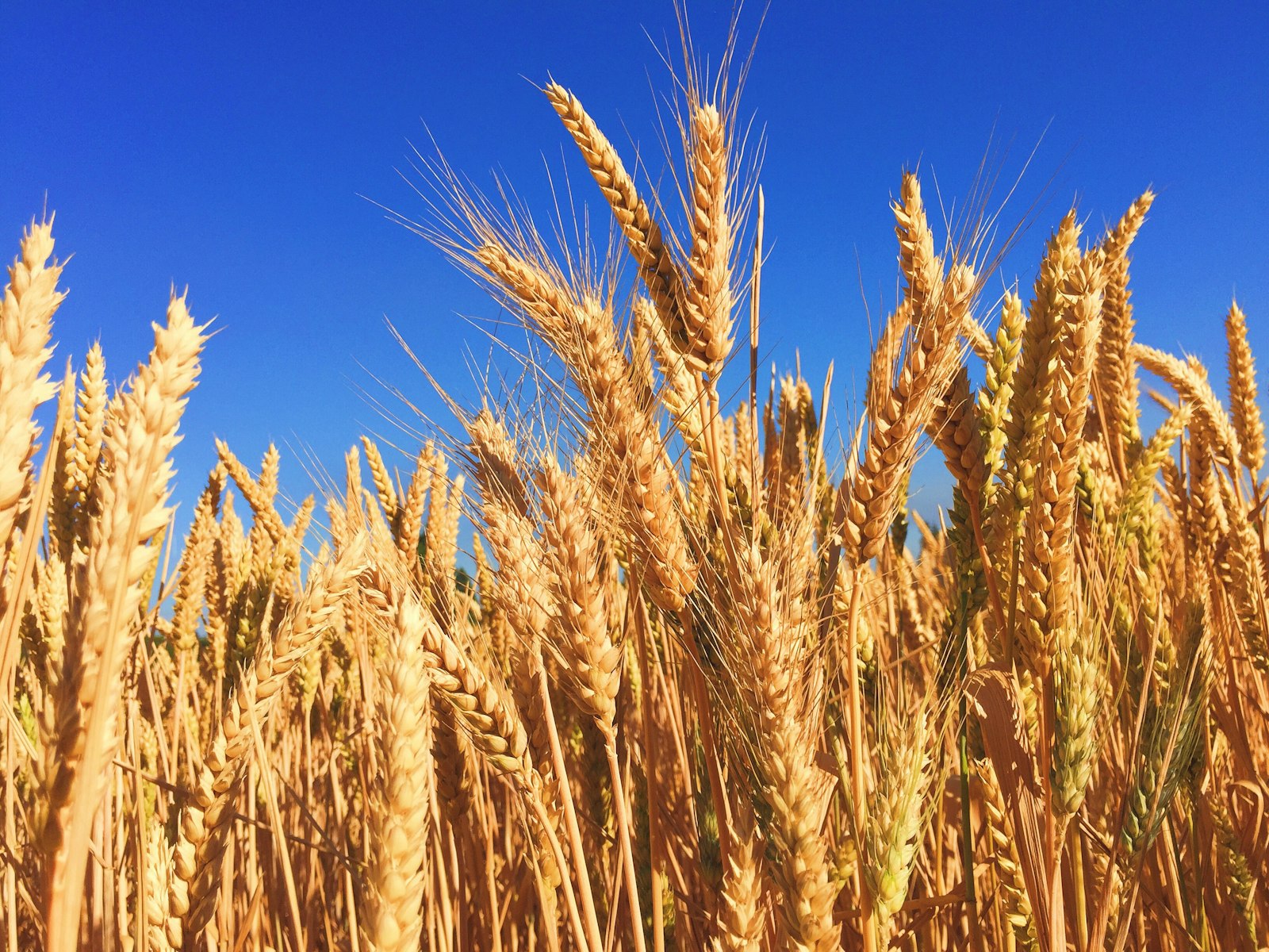JK Global Trade & Food Industries